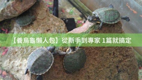 烏龜喜歡什麼顏色|【養烏龜懶人包】：從新手到專家，1篇就搞定